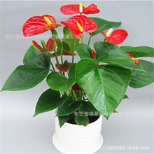 红掌白掌盆栽植物室内花卉好养水培一帆风顺大盆水养四季常青绿植