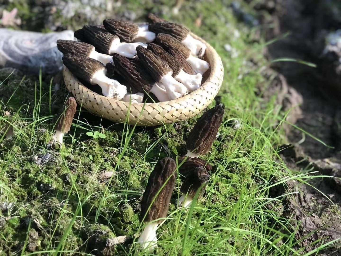 厂家直供干羊肚菌云南菌子干燥羊肚菇羊蘑菇煲汤滋补