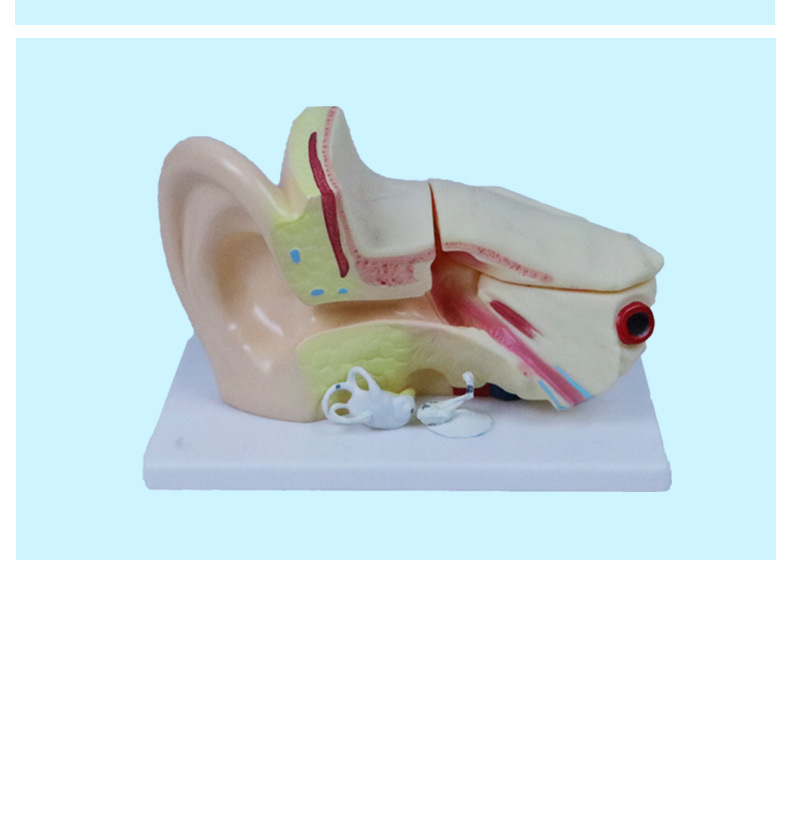 人体耳朵模型 桌上型耳解剖模型 小型耳模型教学仪器人体器官模型