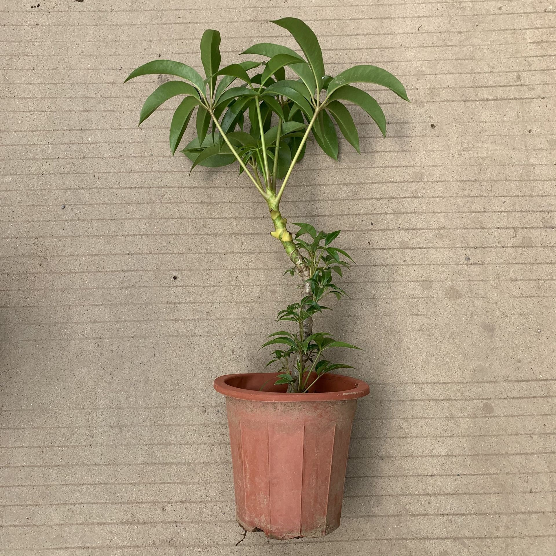 广州批发居家绿植盆栽花卉植物花卉绿植盆栽 保罗 大叶伞