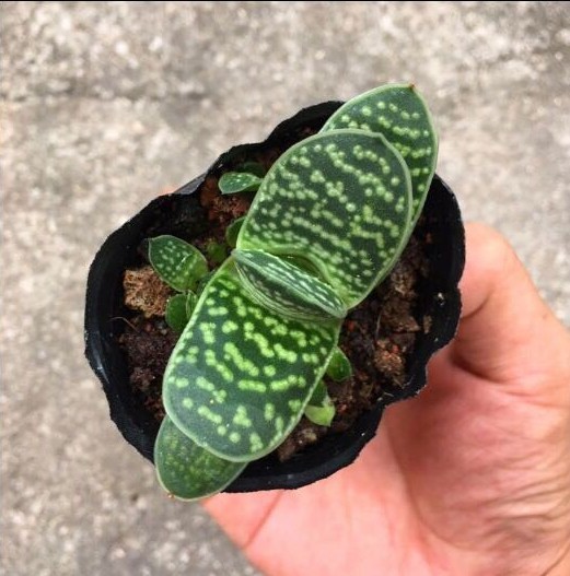 多肉植物 元宝兰/子宝 办公室内小盆景绿植 迷你盆栽 脱盆发货