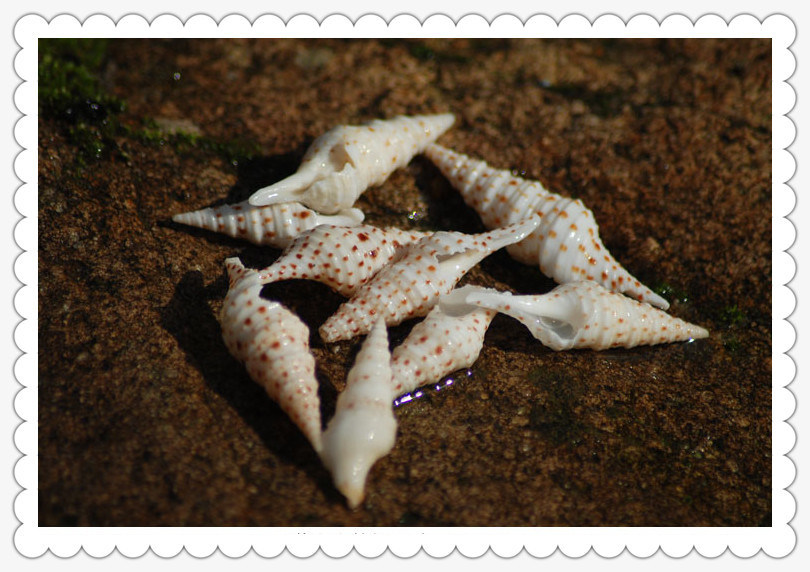 天然海螺精选标本海螺贝壳收纳送人收藏礼品礼物送朋友花斑卷管螺