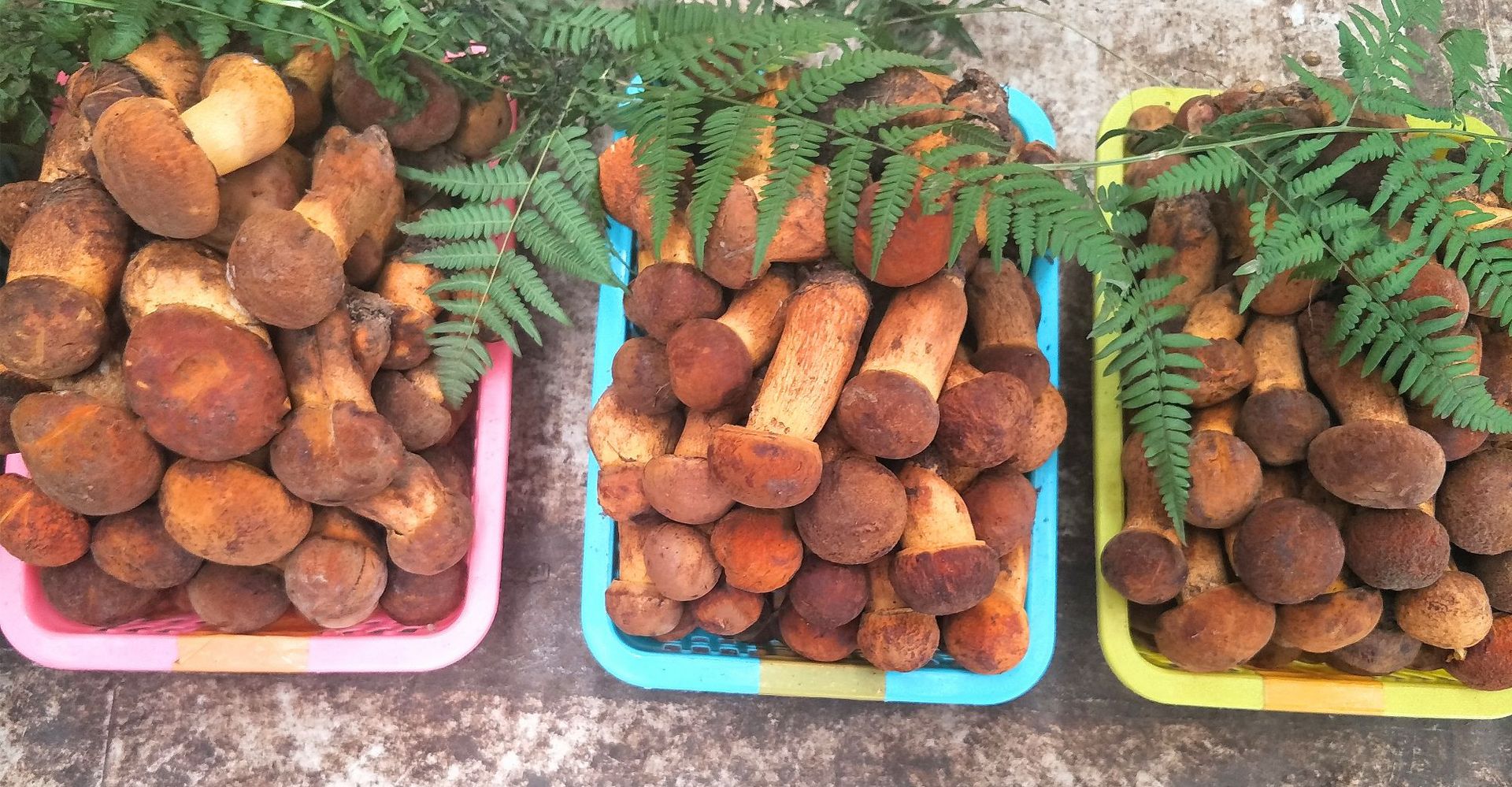 云南高原特产野生黄牛肝菌 新鲜黄赖头 黄栗头山货 蘑菇2斤包邮