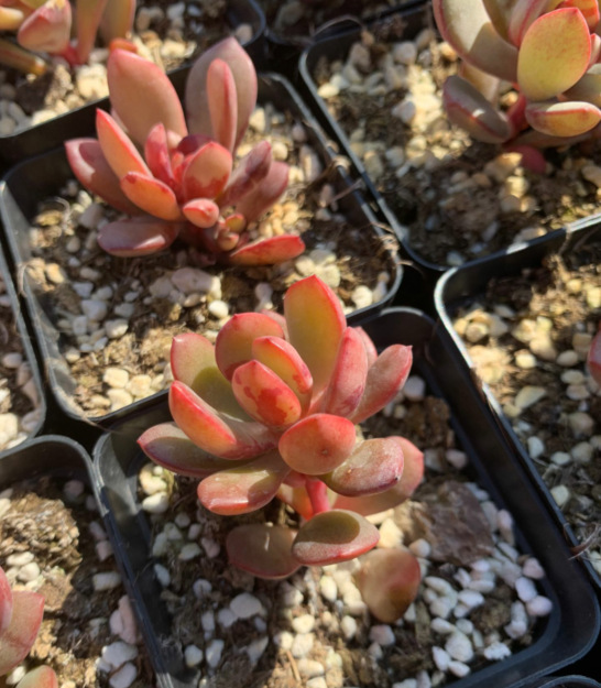 天羽多肉 砍头苗 玉娇龙 新品多肉 多肉种苗 批发 大棚基地