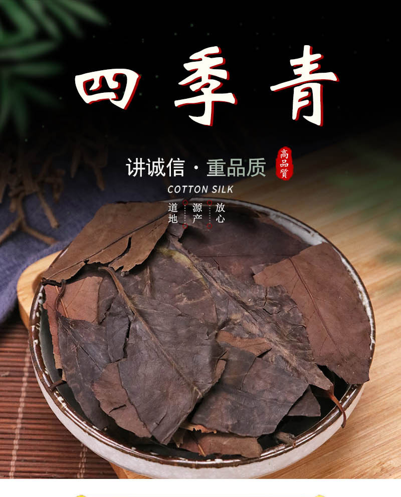 四季青叶 冬青叶 500g 黄花冬青叶 阴干 中药材 另有侧柏叶