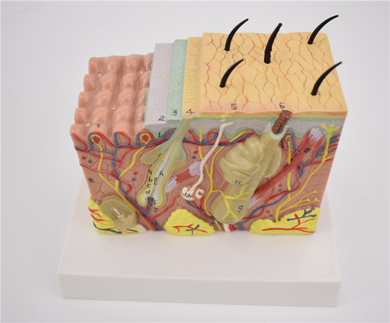 人体皮肤结构放大模型整容美容皮肤肤性分析35倍美妆教学展示