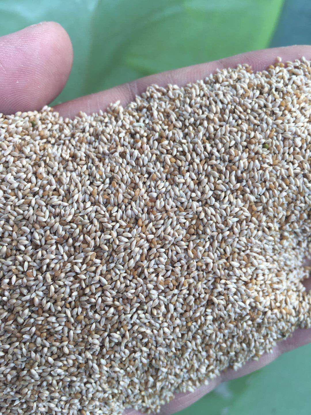 提摩西种子提梯牧提木西植物籽养兔牧种子宠物口粮-阿里巴巴