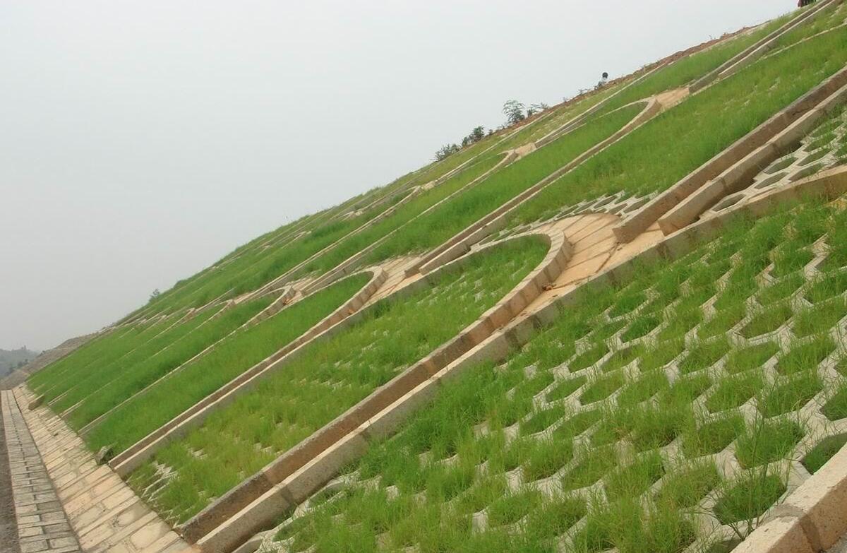 护坡草坪种子绿化护坡王草籽四季青黑麦草荒山覆绿混播草种耐热草