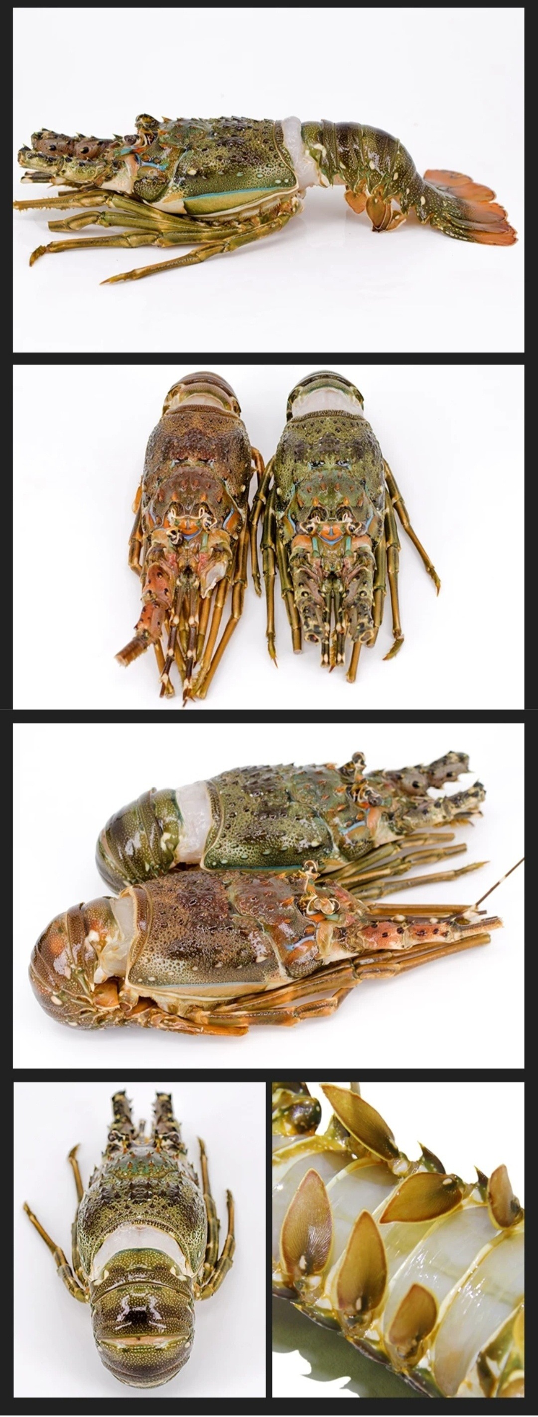 龙虾 厂家直销生冻青龙仔200/300/400/500克越产 冷冻海鲜小青龙