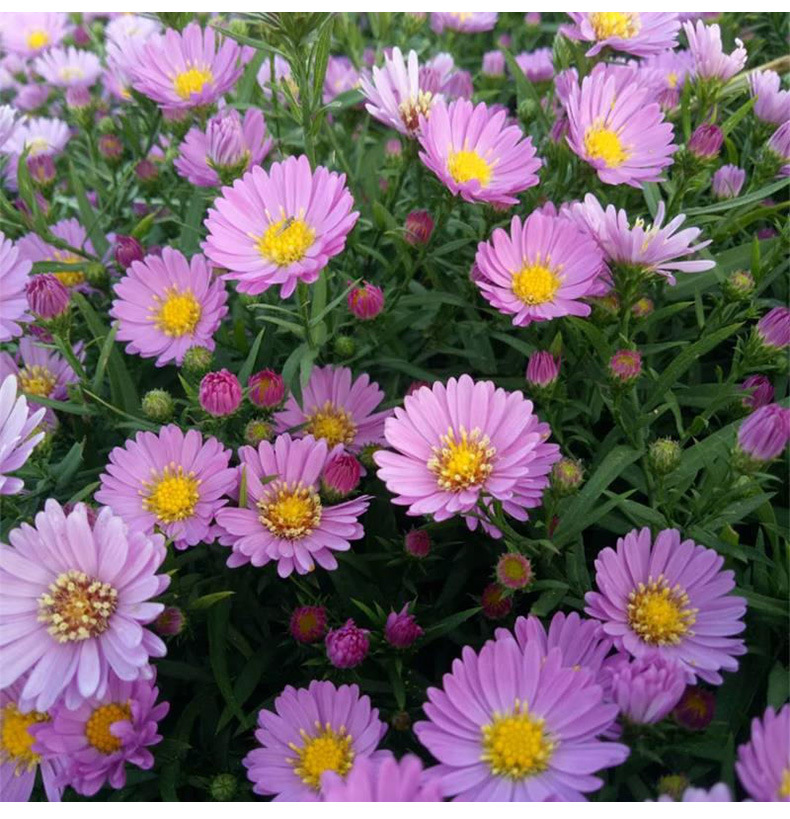 荷兰菊紫苑耐寒耐涝宿根花卉庭院小区公园道路绿化花海工程绿化苗