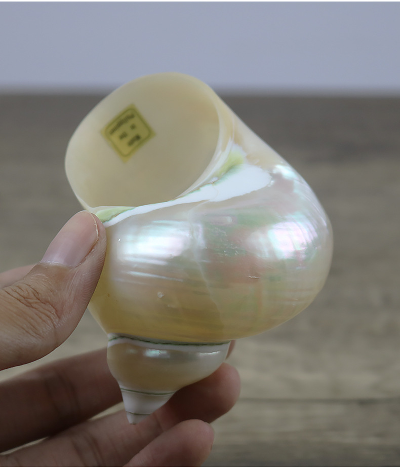 天然海螺 贝壳 夜光蝾螺8-11厘米夜光蝾螺 白色夜光螺