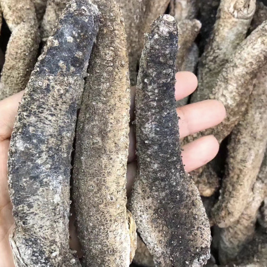 批发渠道天然深海野生阿拉斯加红参 美国红参 淡干海参干货