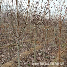 常年供应3公分新疆山楂树3公分贵州柿子树3公分江西大樱桃树价格