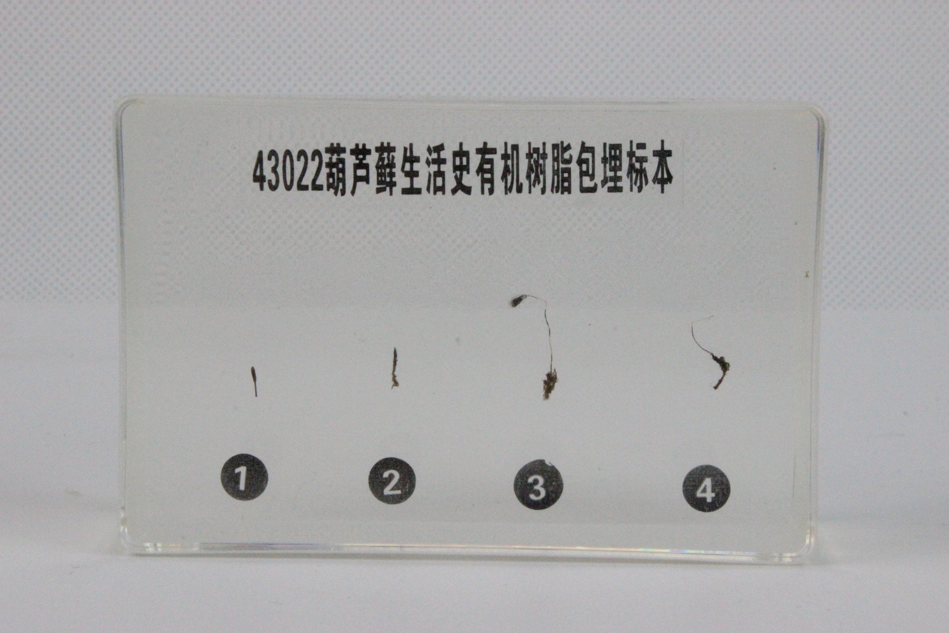 葫芦藓生活史 有机树脂 实心包埋 标本