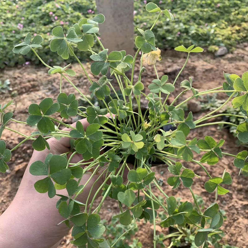 红花幸运草 红花酢浆草种球 宿根性地被植物红花草种球