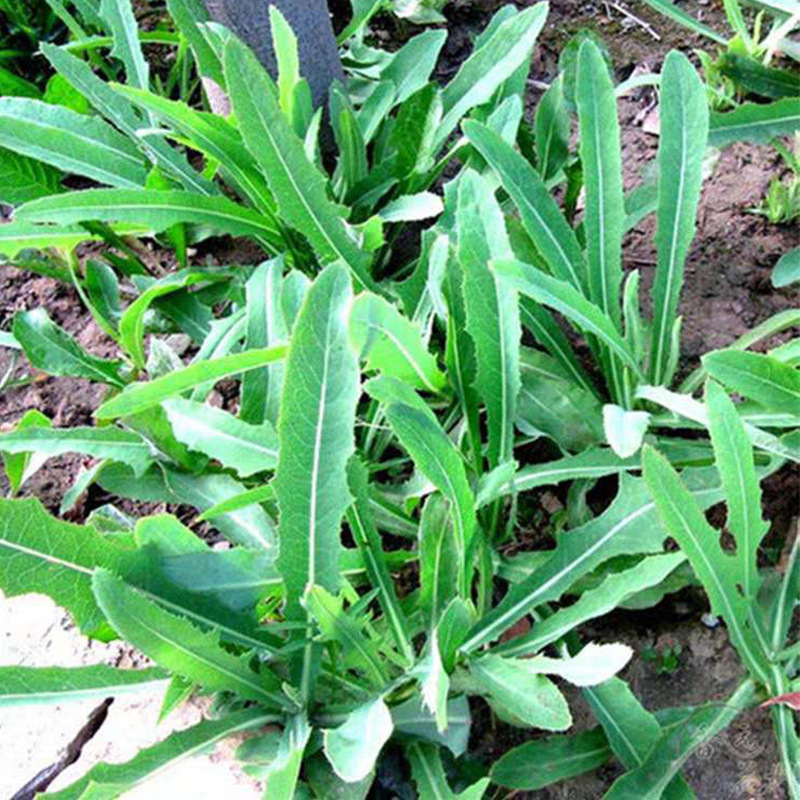 曲曲芽种植带根山东省野菜农家苦苦菜蘸酱吃现挖曲曲菜带箱5斤装