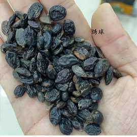 木绣球花种子籽无尽夏八仙庭院观赏灌木好活新采花草苗圃混色包邮