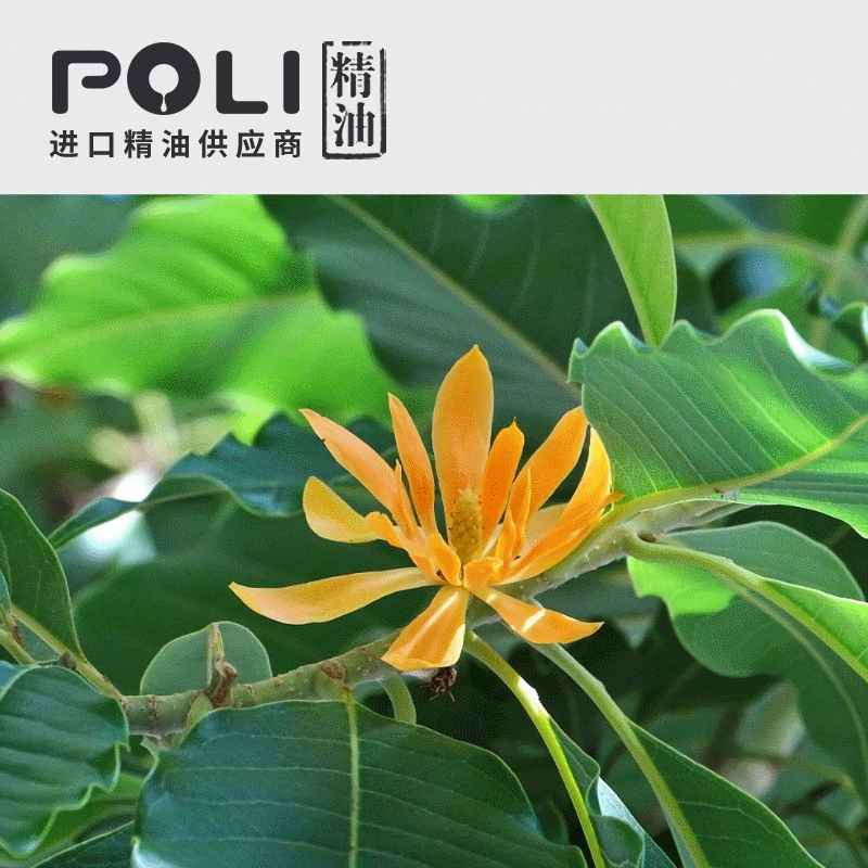 泰国进口黄兰花净油原精 精油原料批发 poli颇黎黄玉兰精油