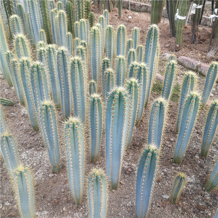 蓝柱蓝色仙人柱50公分沙生墨西哥蓝色仙人掌沙漠多浆仙人柱