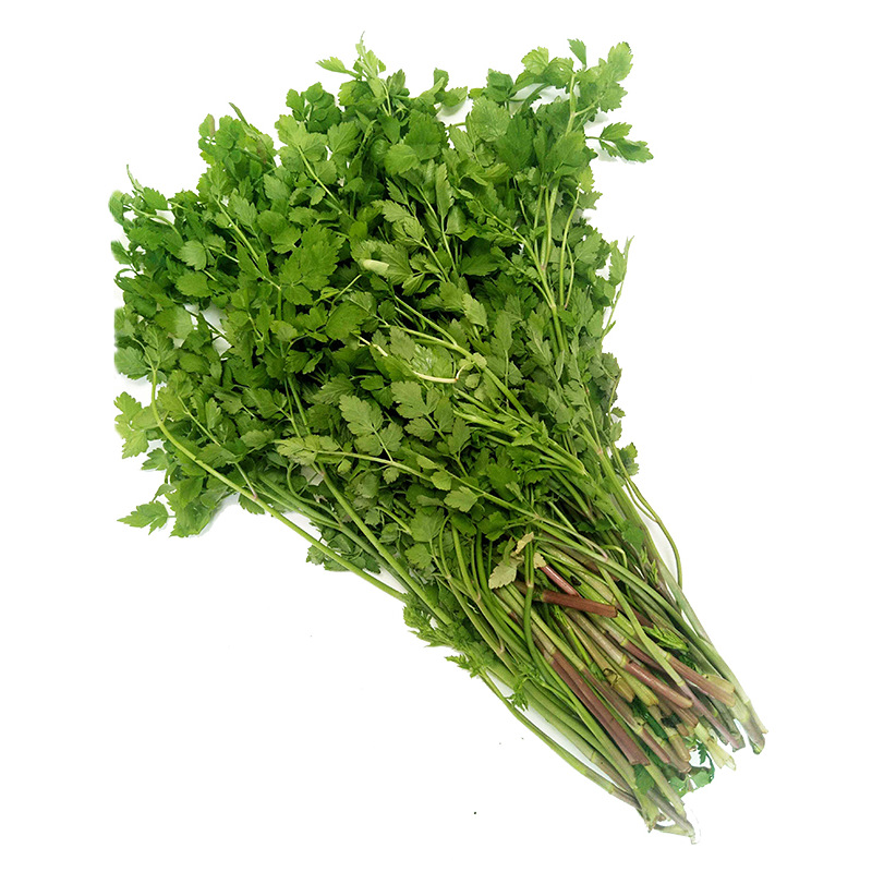5斤可包邮 农家新鲜水芹菜 蔬菜野芹菜当季现摘整箱新鲜农蔬菜