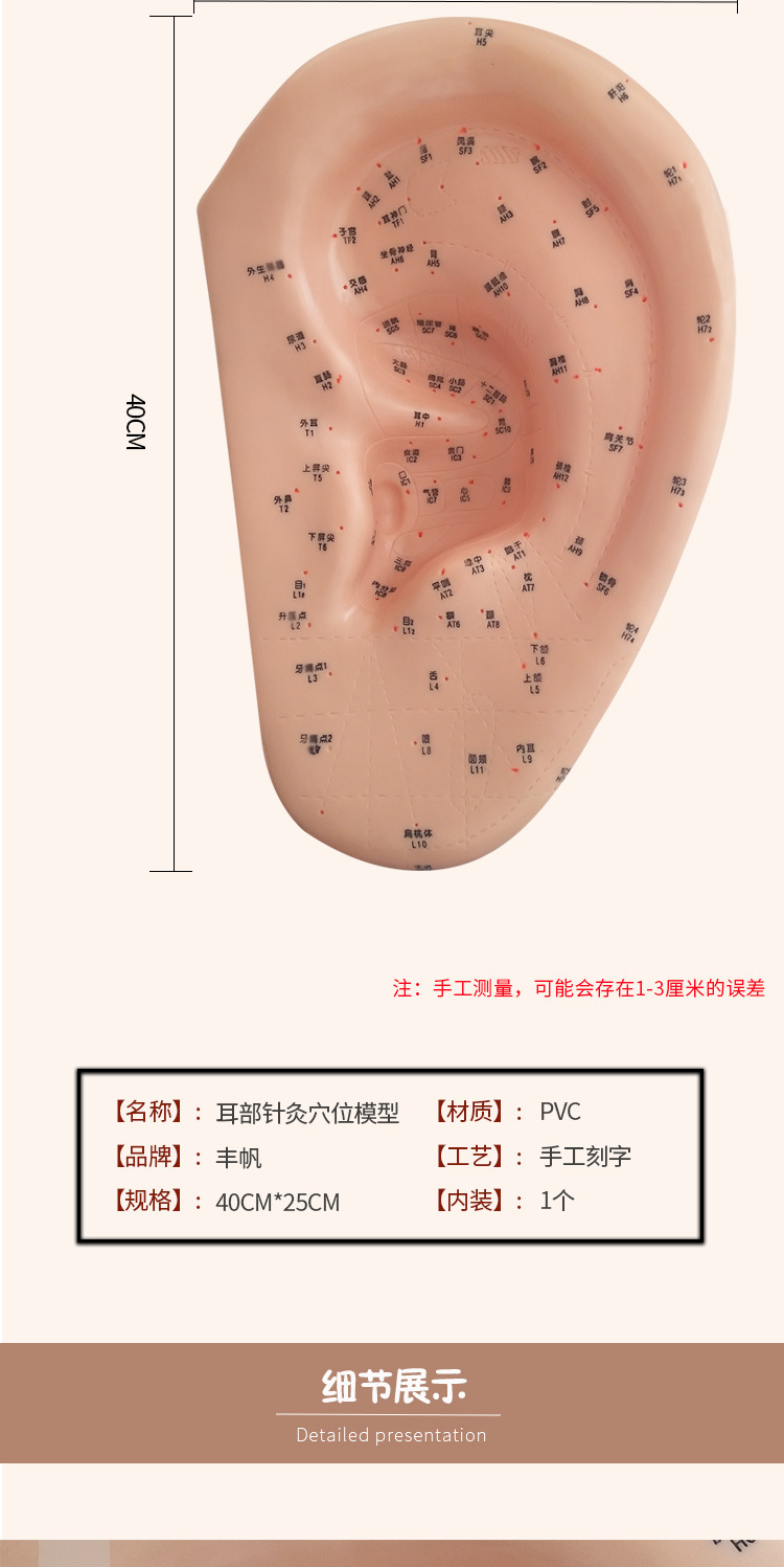 丰帆针灸耳部穴位模型大号耳穴反射区模型图人体耳朵按摩教学