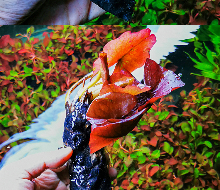 红荷根水草好养耐活睡莲水族箱草缸鱼缸中后景装饰造景植物真水草