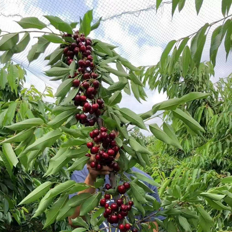 批发黑珍珠樱桃树苗 买矮化樱桃树认准万亩田农业 矮化樱桃产量