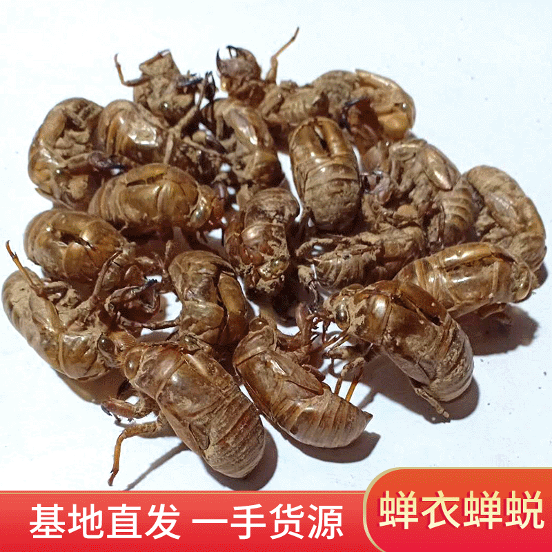 沙土地蝉衣蝉螁1袋50克 知了壳大量批发蝉退干货 产地直发金蝉壳