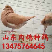 怒江傈僳族自治州元宝鸽价格及图片 肉鸽多少钱一对