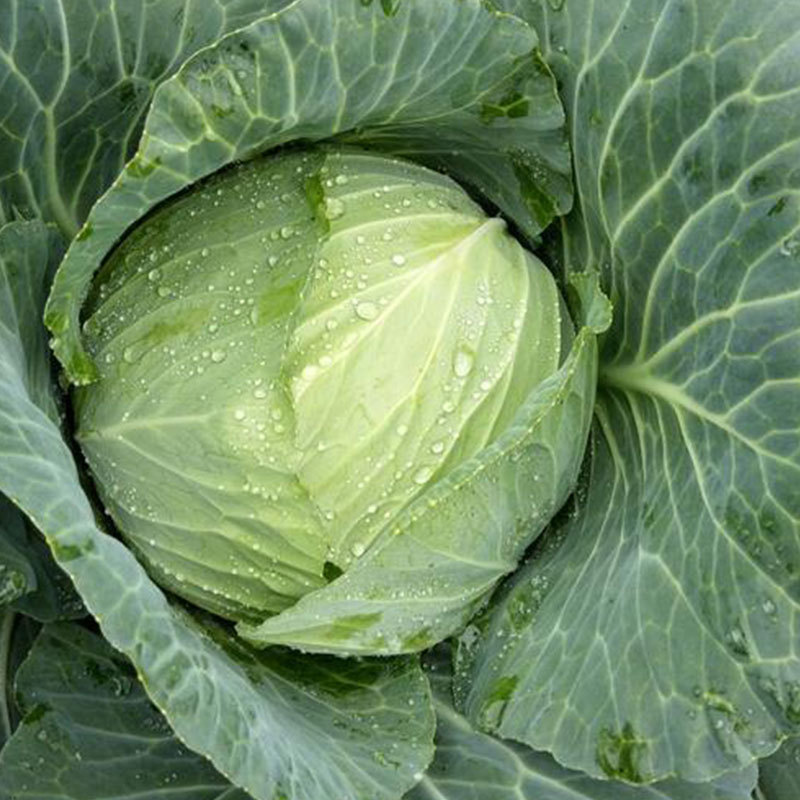 京丰甘蓝种子种籽苗大头菜包菜早熟耐寒抱球紧秋季蔬菜孑四季子