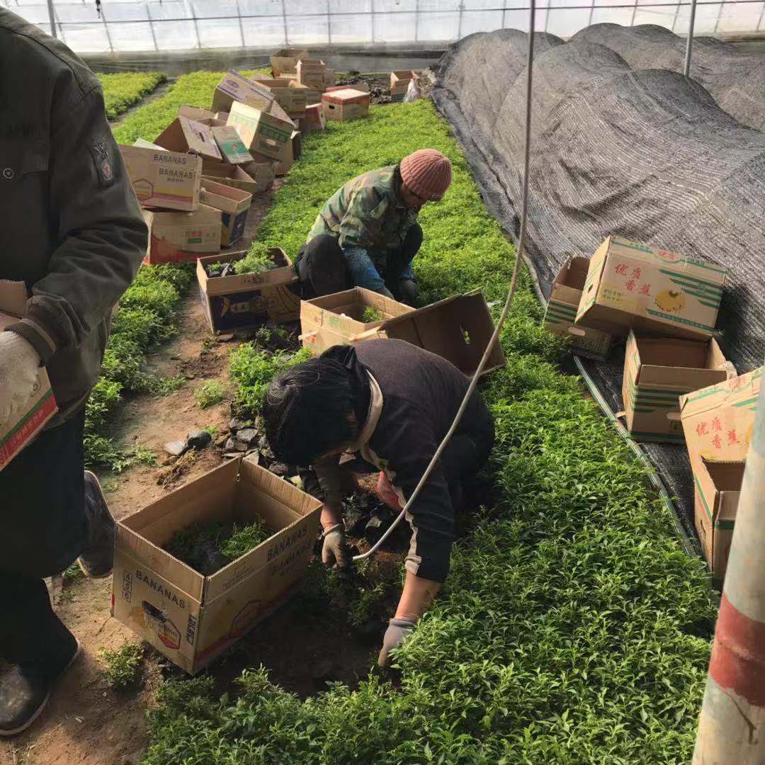 锦绣苋药用价值图片