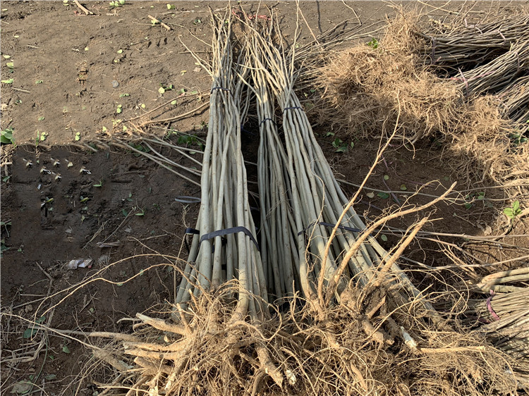 合欢树苗合欢苗绒花树苗芙蓉花树苗庭院花卉盆栽风景树耐寒植物