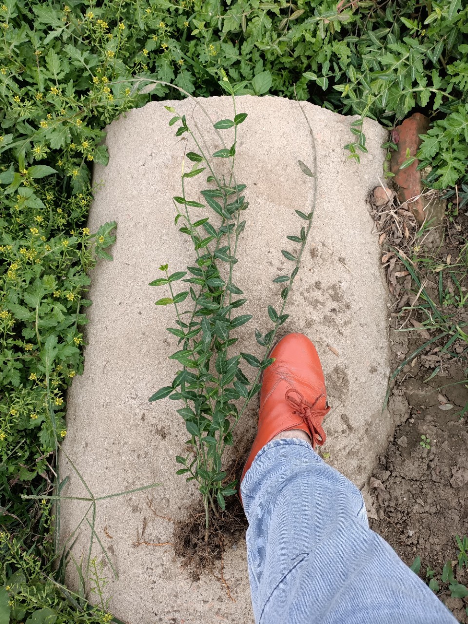 冬季植物扶芳藤 江苏扶芳藤基地 农户直接批发出售 室外盆栽