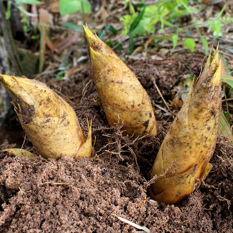 2020临安冬笋鲜笋当季新鲜农家野生嫩笋现挖绿竹笋蔬菜带壳小竹笋