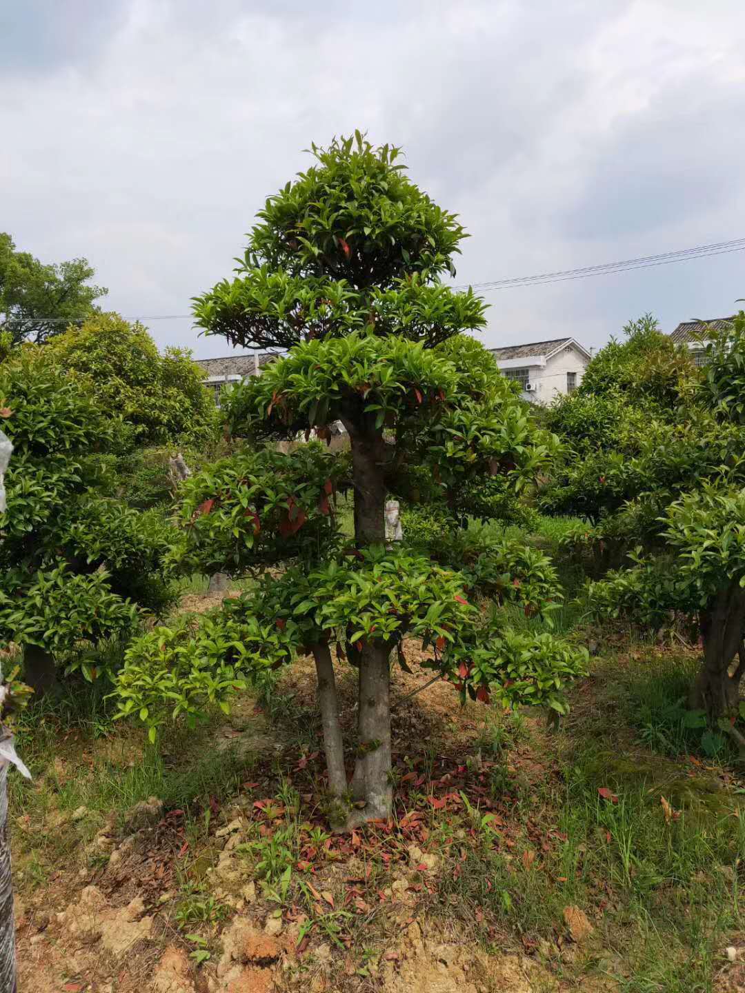 批发造型杜英 江西杜英造型 盆景杜英造型 艺术杜英造型 九江杜英