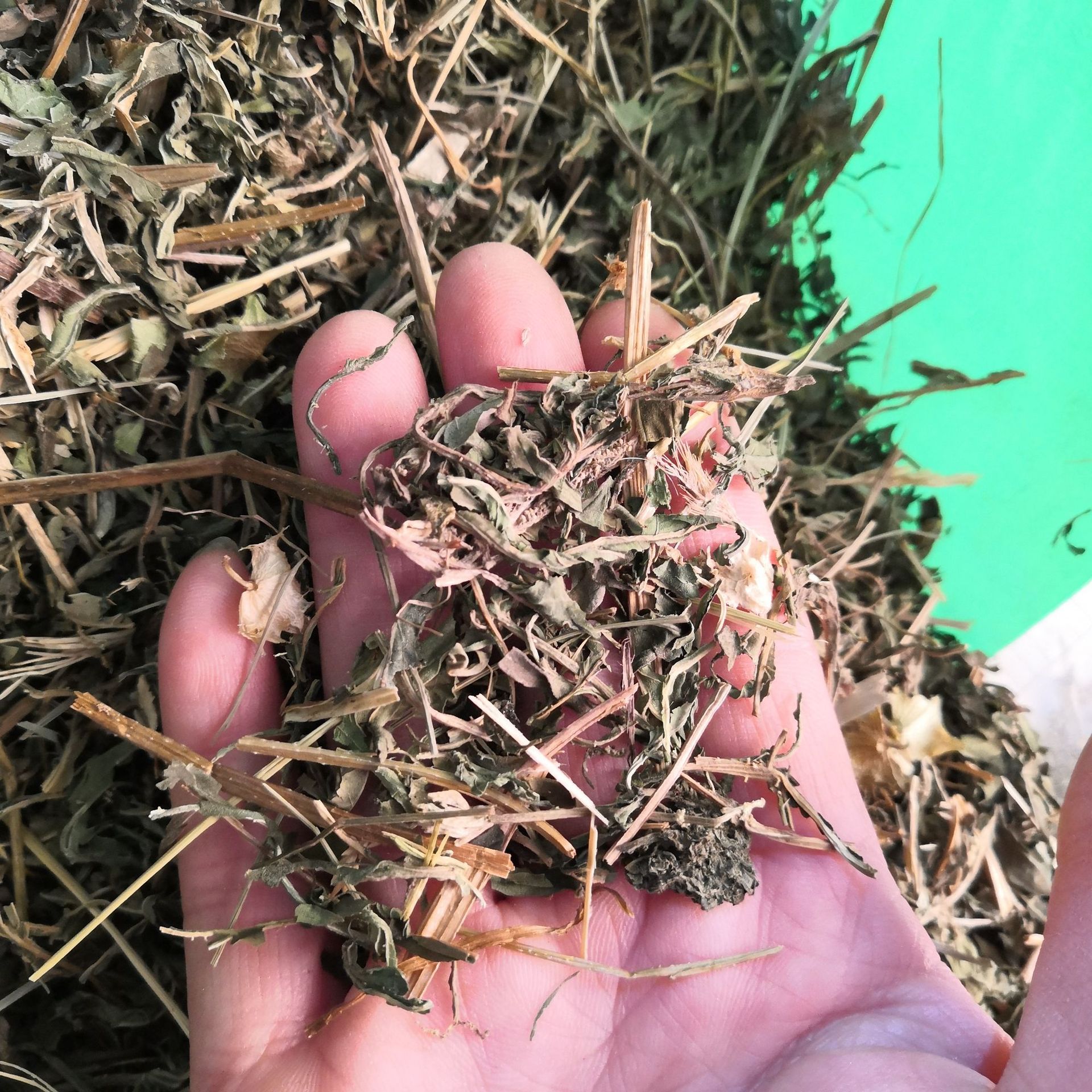 批发荨麻 红活麻 中药材 荨麻 荨麻草 荨麻叶 实物拍摄