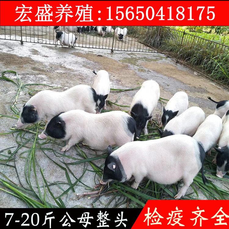 纯种巴马香猪活苗小香猪幼仔广西巴马县幼苗香猪活体巴马香猪幼崽