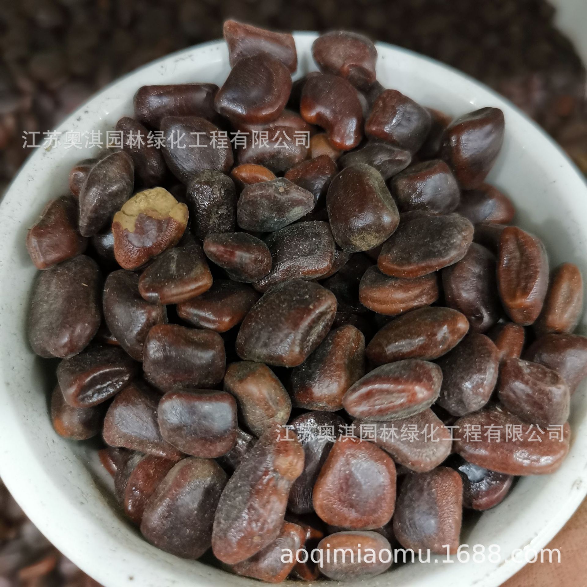 批发酸角种子酸豆罗望子酸梅木罕甜目坎麻夯种甜角种子货到付款