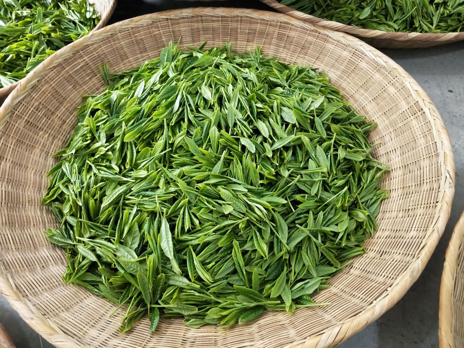 2020新茶太平猴魁布尖机制理尖绿茶 高山茶农直供春散茶 团购批发