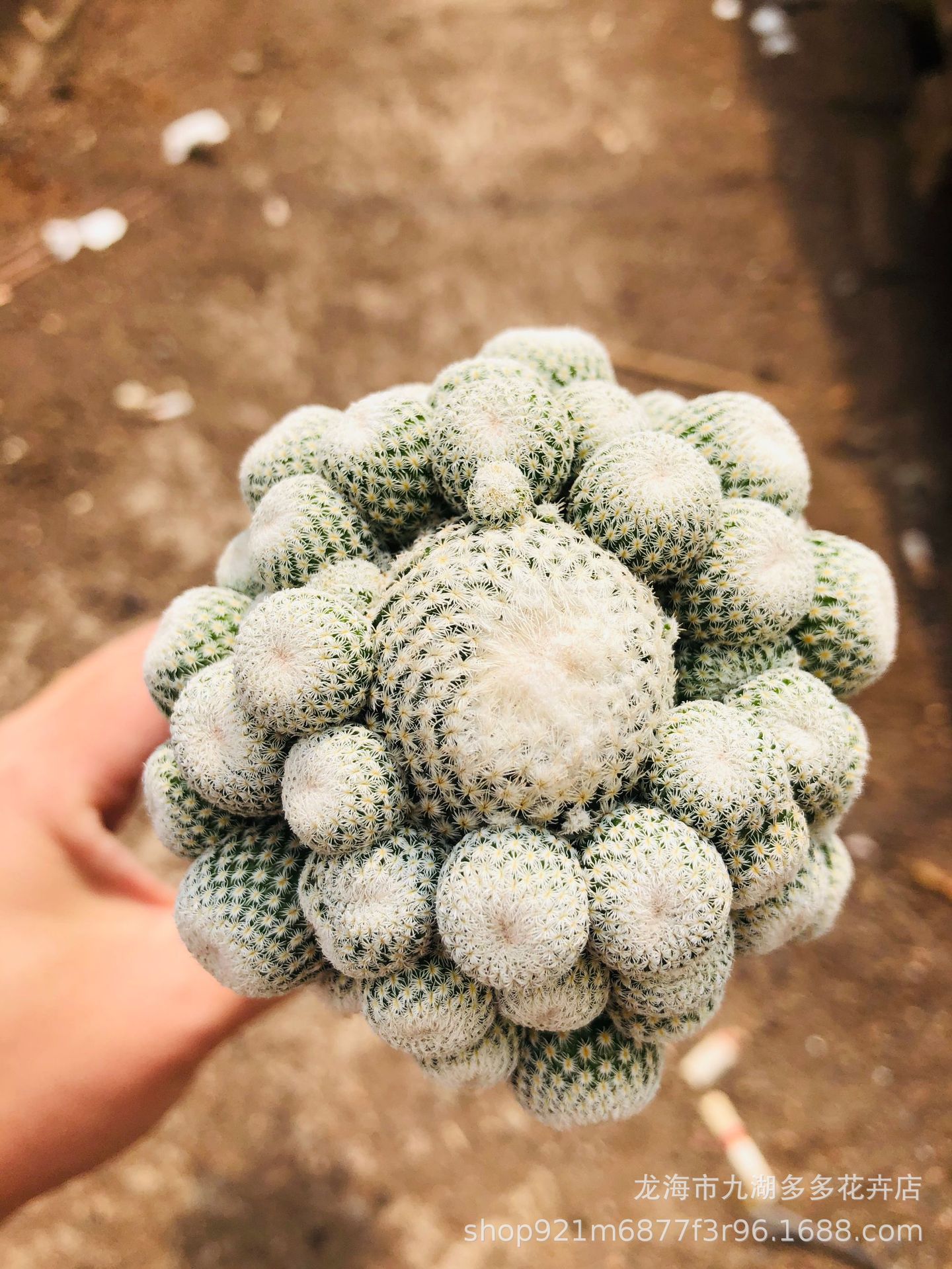 多肉植物批发 小人帽多头仙人球 可带柱子发货 6-8cm左右 防幅射