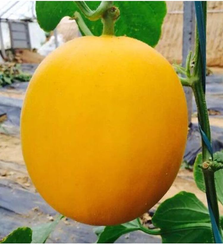 用花种子种类种子品种纯度90(%)品种哈蜜香瓜品牌山研类别果蔬类净度9