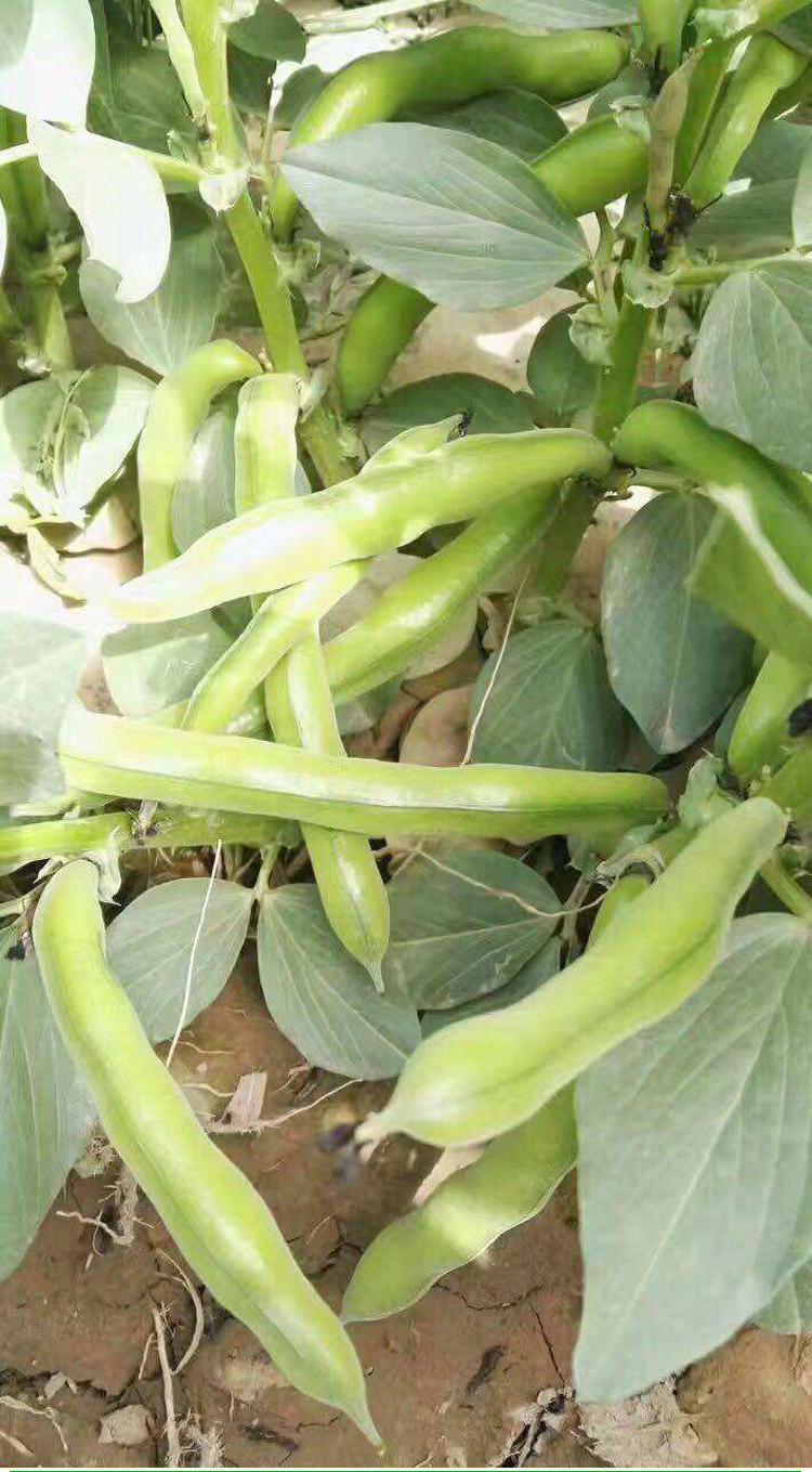 北斗七星大蚕豆种籽种子高产大粒型春夏秋冬四季阳台蔬莱孑籽