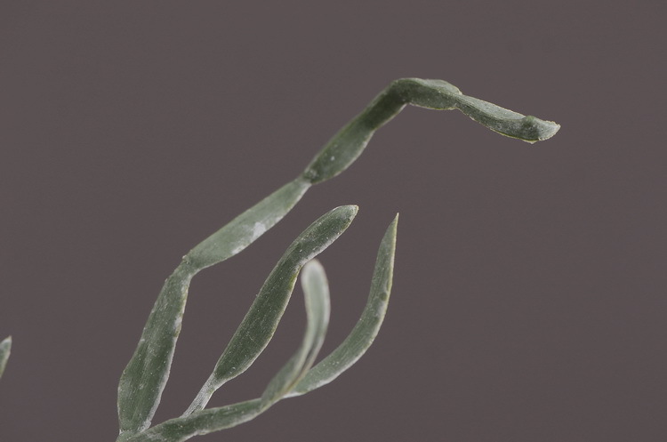 现代简约异形竖纹玻璃花器插花花瓶摆件 百足草仿真配草客厅餐桌