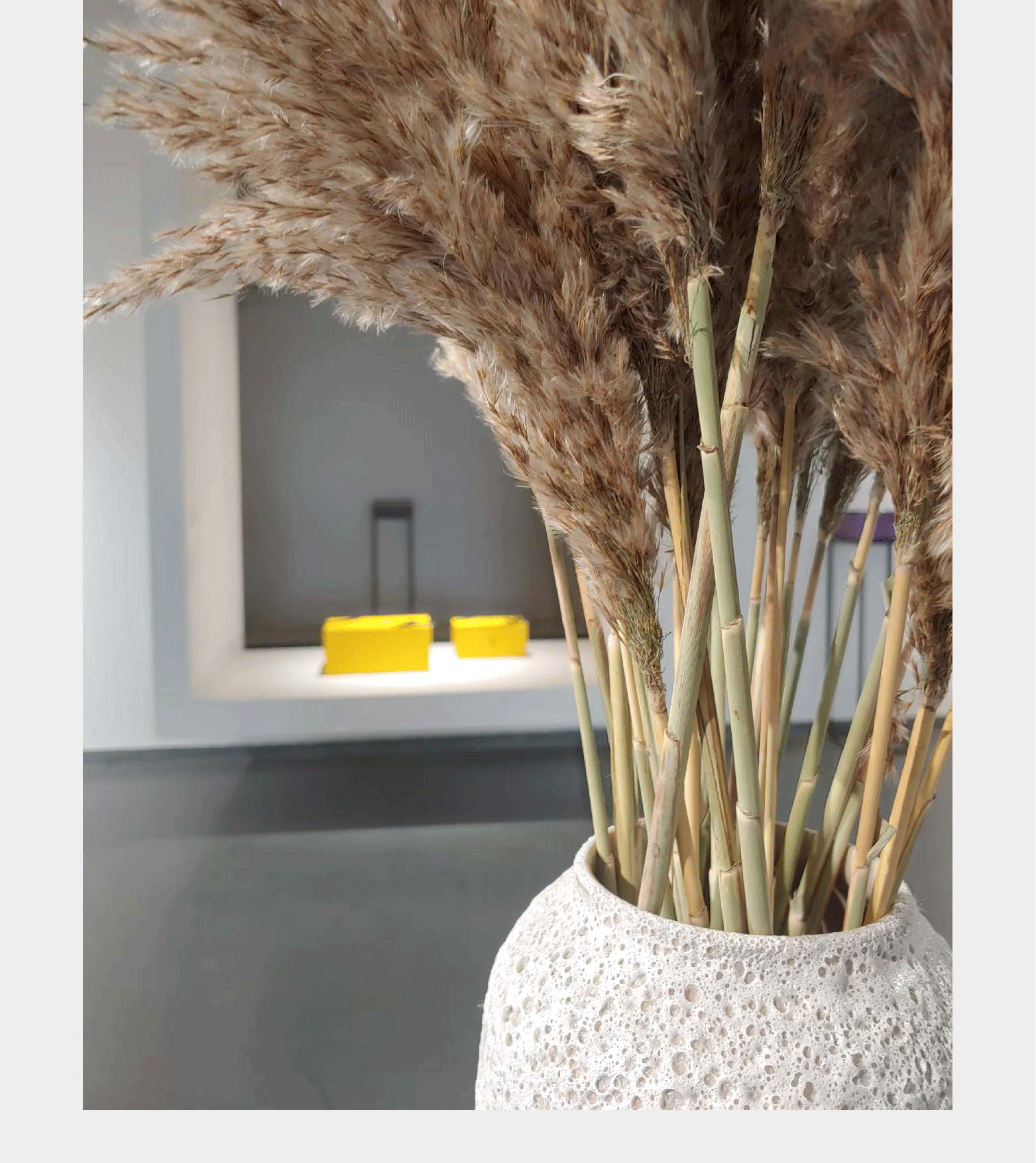 云南 干花 小芦竹 芦苇 干花芦苇 芦苇干花 芦柴干花 布景用品