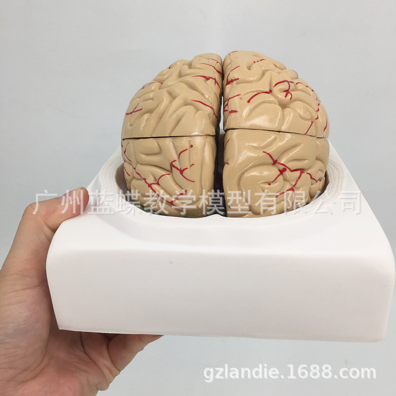 脑解剖模型 脑标本 仿真教学人体大脑模型 脑模型 可拆分为8片