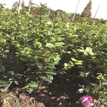 基地批发茶梅毛球茶梅大杯基地直销园林绿化庭院种植四季常青植物