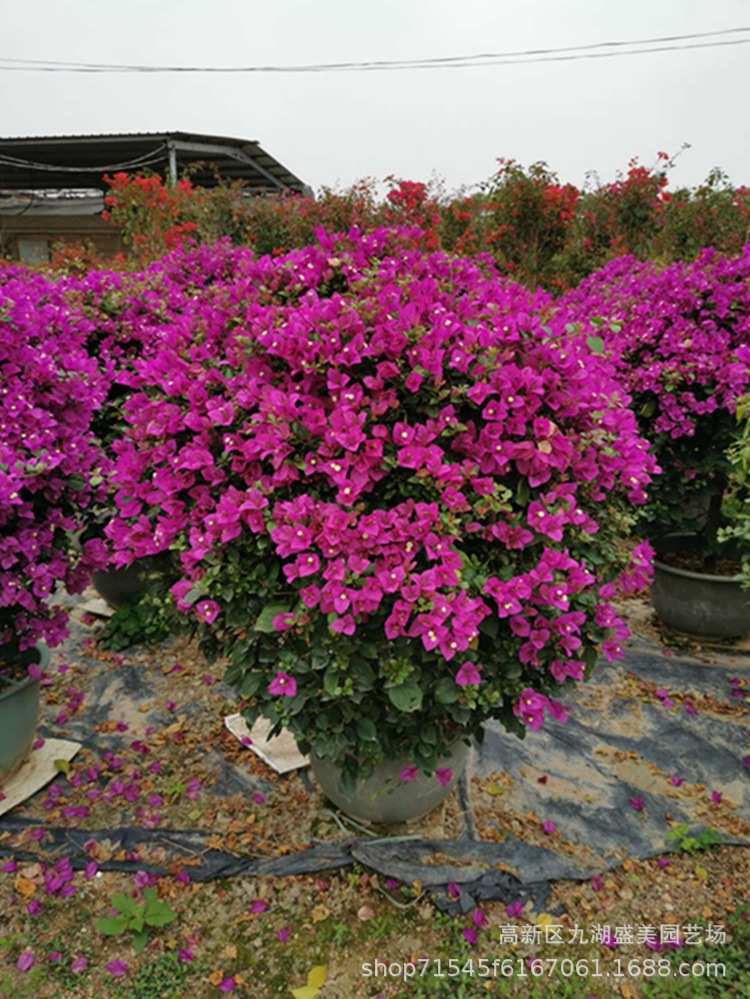 福建红色紫色三角梅球 簕杜鹃球批发 九重葛价格 三角梅花球基地