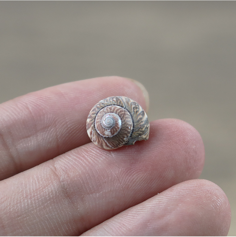 厂家批发小月螺天然海螺小贝壳拍照微景观装饰平螺贝壳孔雀材料