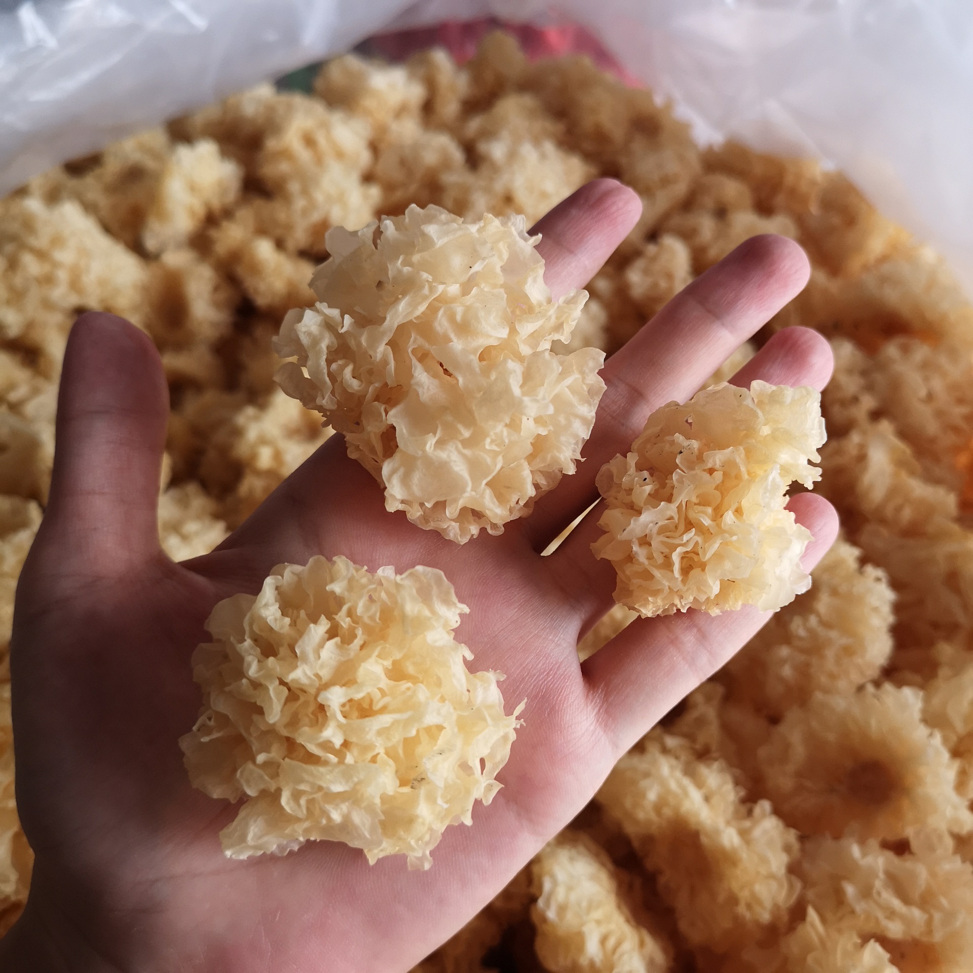 椴木小银耳白木耳500g糯耳丑耳干货不硫熏非长白山通江雪耳