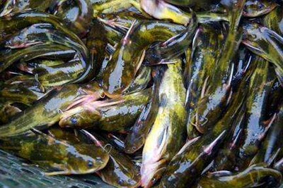 100-200克黄腊丁批发